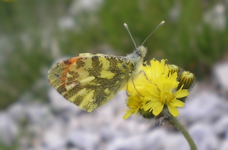 Maschio di Anthocharis cardamines sul Geranium molle